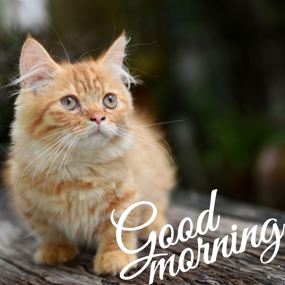 Good Morning Images With Cats | Good Morning Images With Cats quotes and wishes