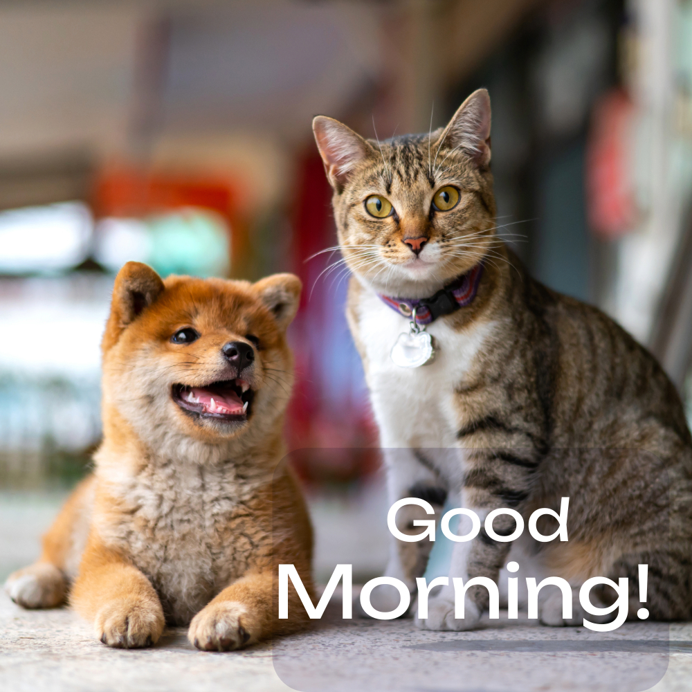 Good Morning Images With Cats | Good Morning Images With Cats quotes and wishes