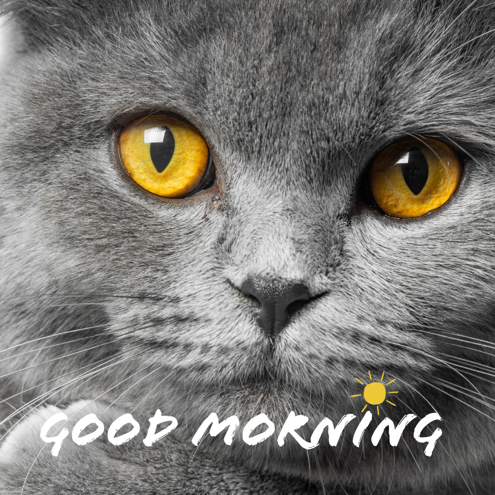 Good Morning Images With Cats | Good Morning Images With Cats quotes and wishes