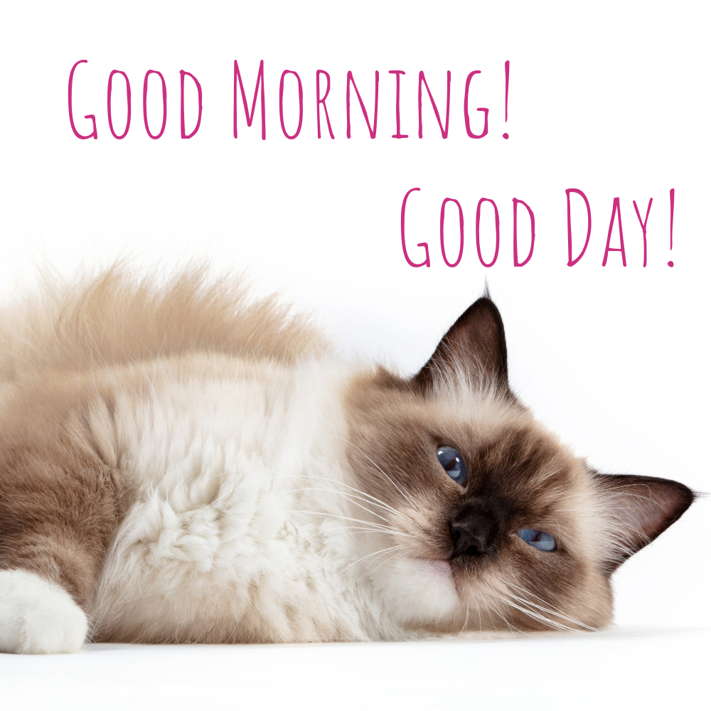 Good Morning Images With Cats | Good Morning Images With Cats quotes and wishes