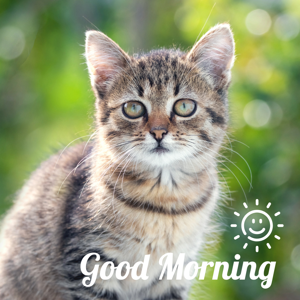 Good Morning Images With Cats | Good Morning Images With Cats quotes and wishes