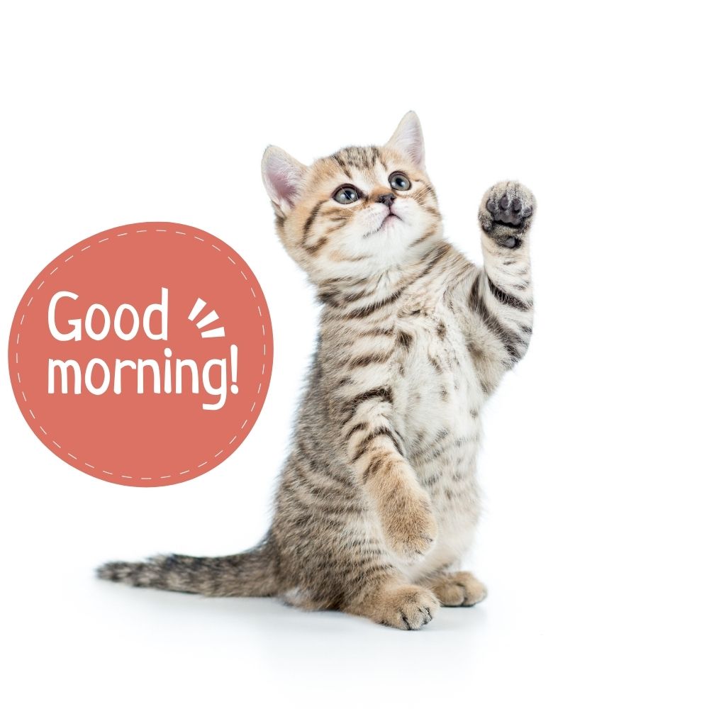 Good Morning Images With Cats | Good Morning Images With Cats quotes and wishes