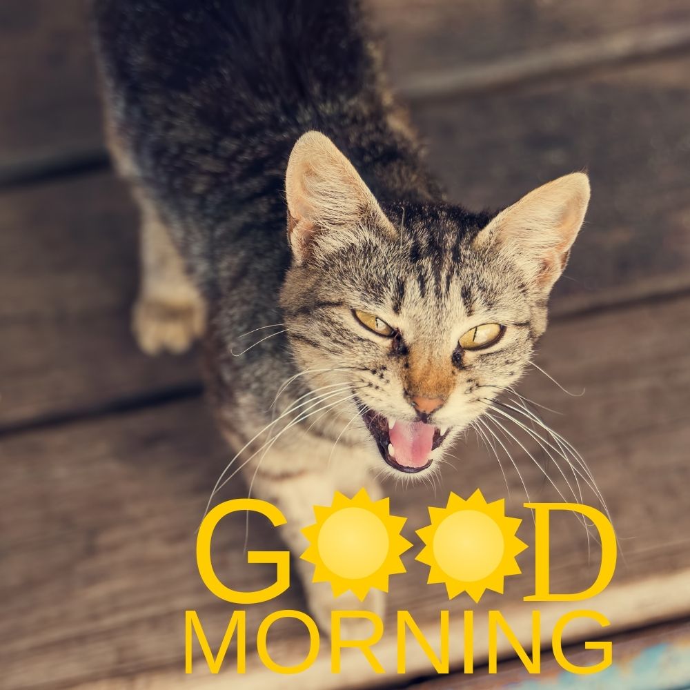 Good Morning Images With Cats | Good Morning Images With Cats quotes and wishes