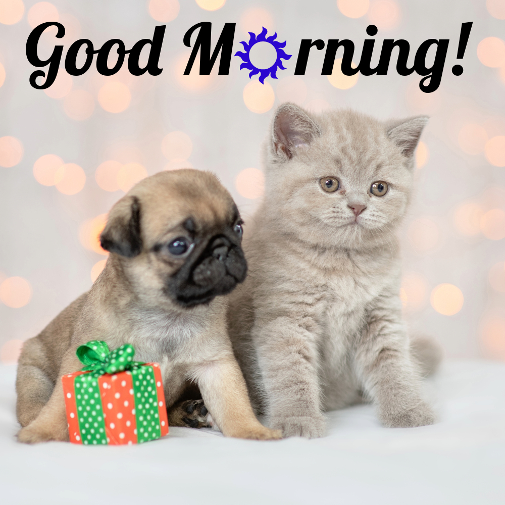 Good Morning Images With Cats | Good Morning Images With Cats quotes and wishes