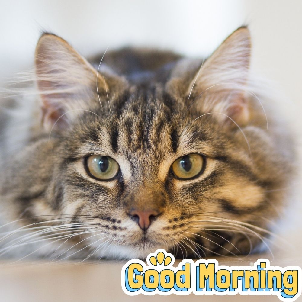Good Morning Images With Cats | Good Morning Images With Cats quotes and wishes