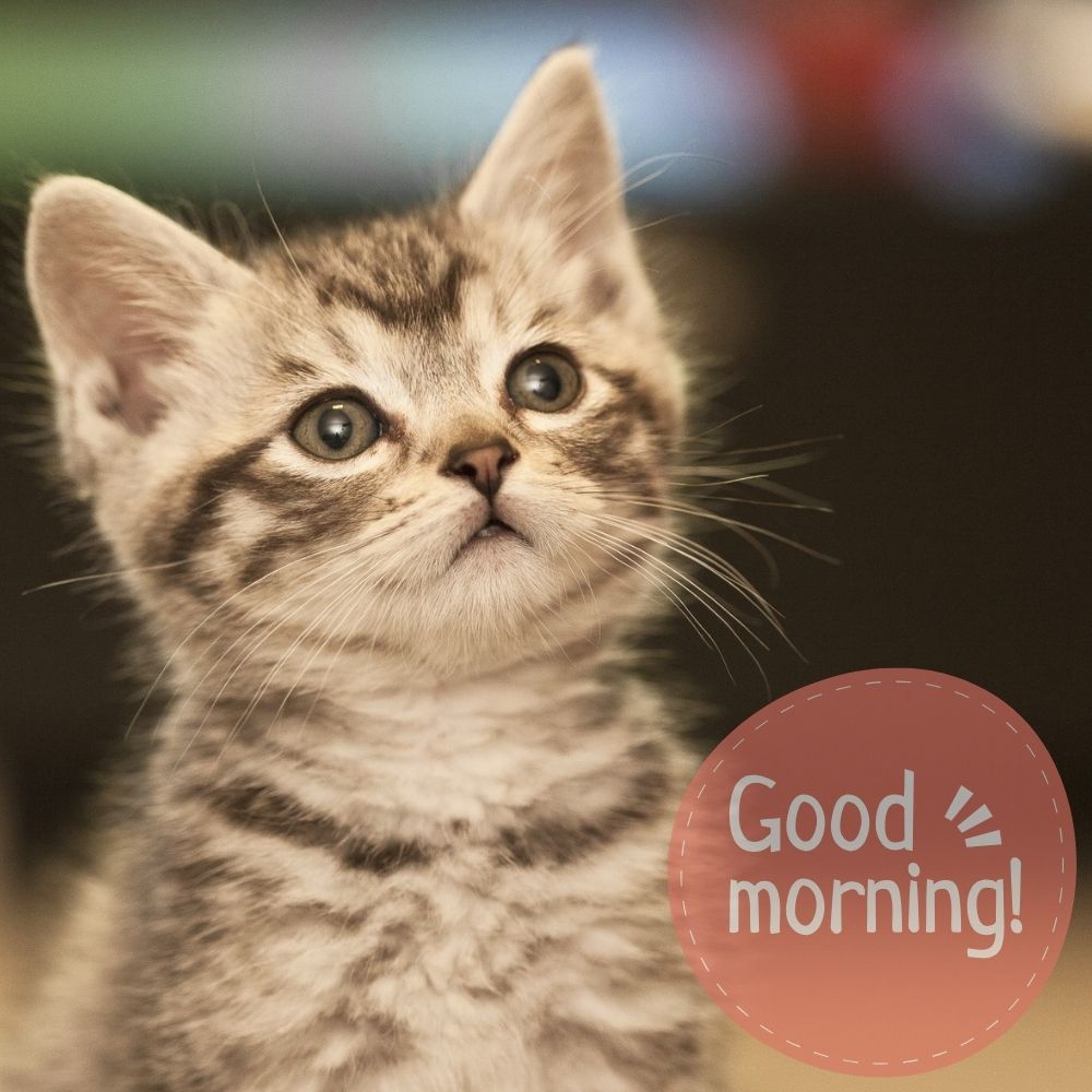 Good Morning Images With Cats | Good Morning Images With Cats quotes and wishes