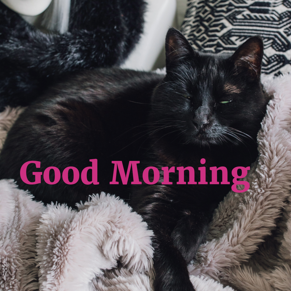 Good Morning Images With Cats | Good Morning Images With Cats quotes and wishes