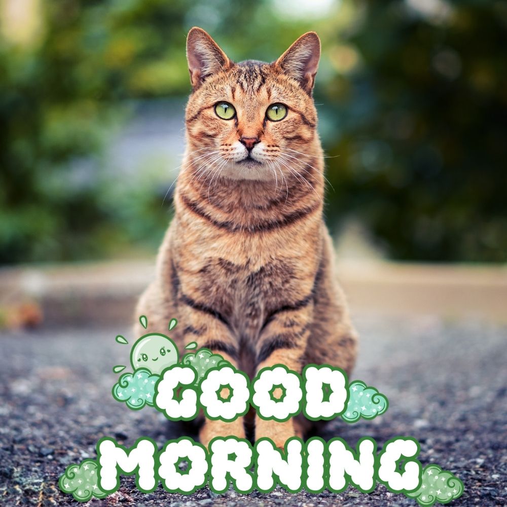 Good Morning Images With Cats | Good Morning Images With Cats quotes and wishes