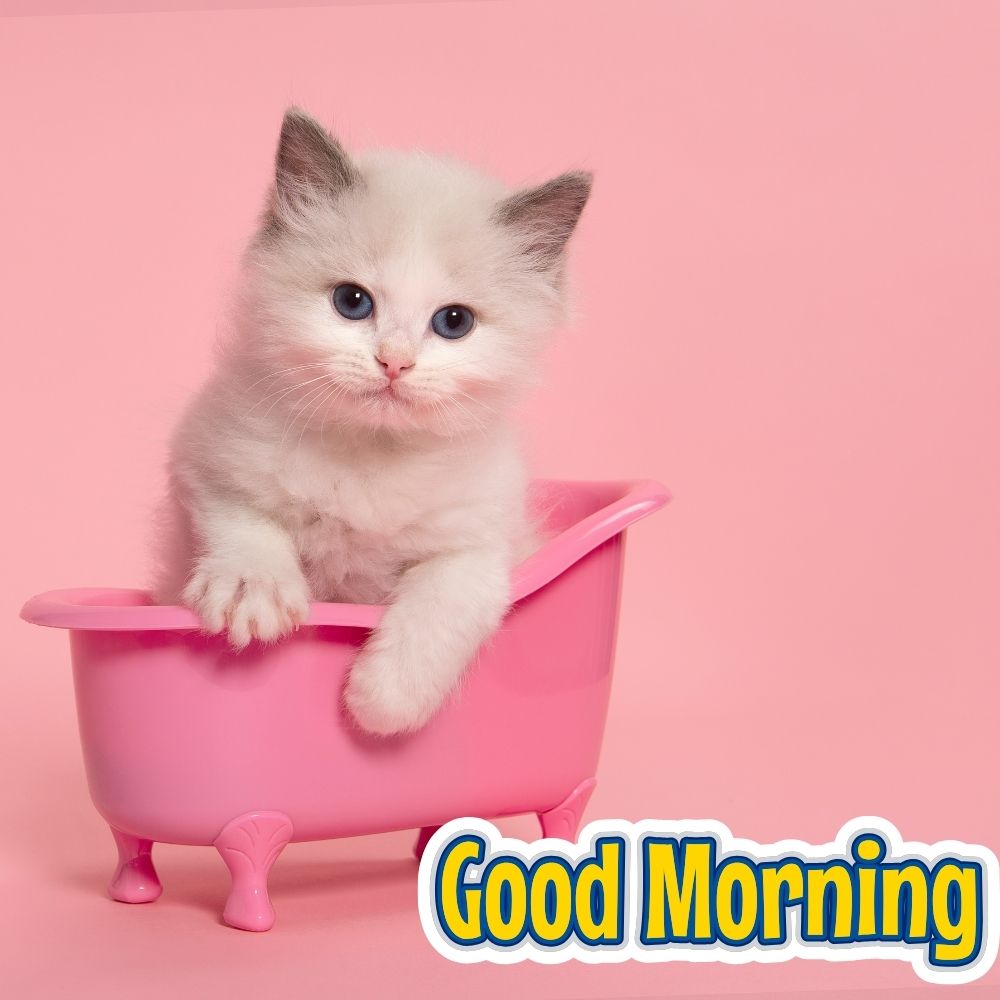 Good Morning Images With Cats | Good Morning Images With Cats quotes and wishes