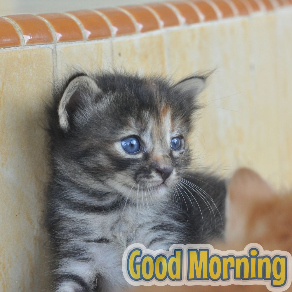 Good Morning Images With Cats | Good Morning Images With Cats quotes and wishes