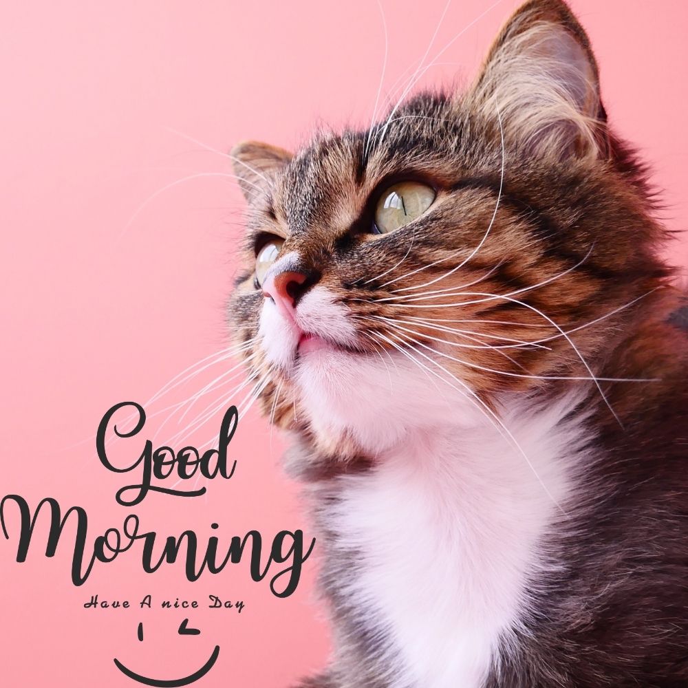 Good Morning Images With Cats | Good Morning Images With Cats quotes and wishes