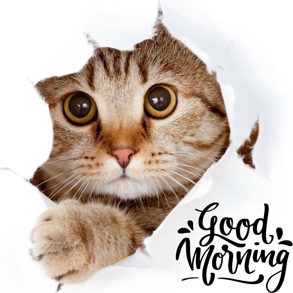Good Morning Images With Cats | Good Morning Images With Cats quotes and wishes