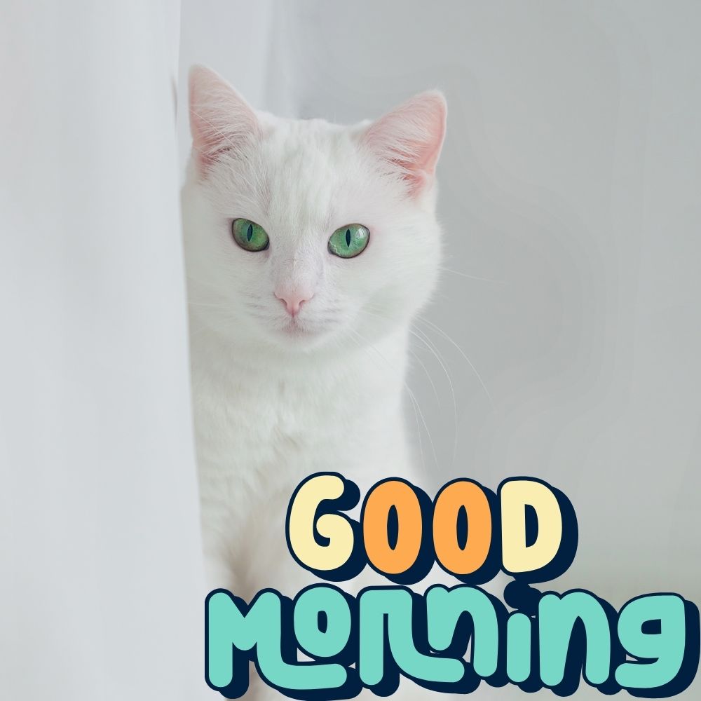 Good Morning Images With Cats | Good Morning Images With Cats quotes and wishes