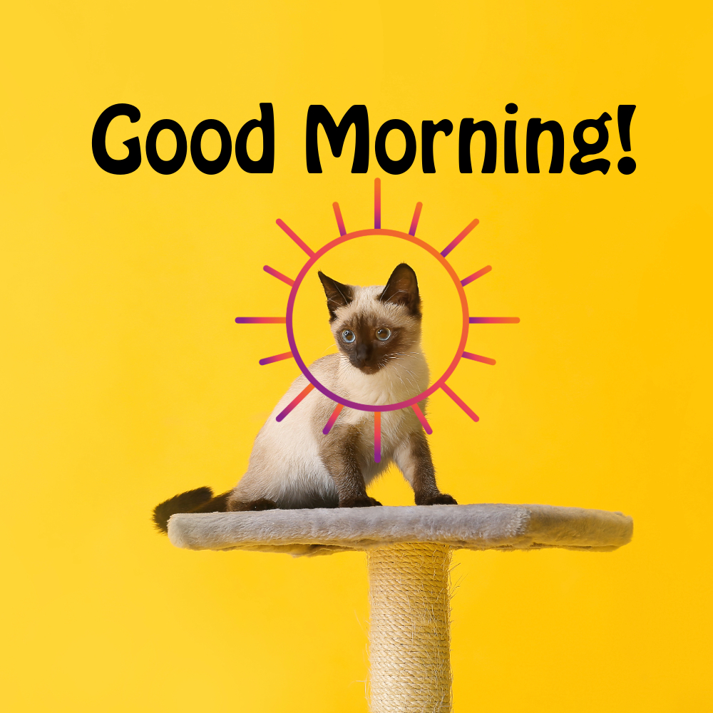 Good Morning Images With Cats | Good Morning Images With Cats quotes and wishes
