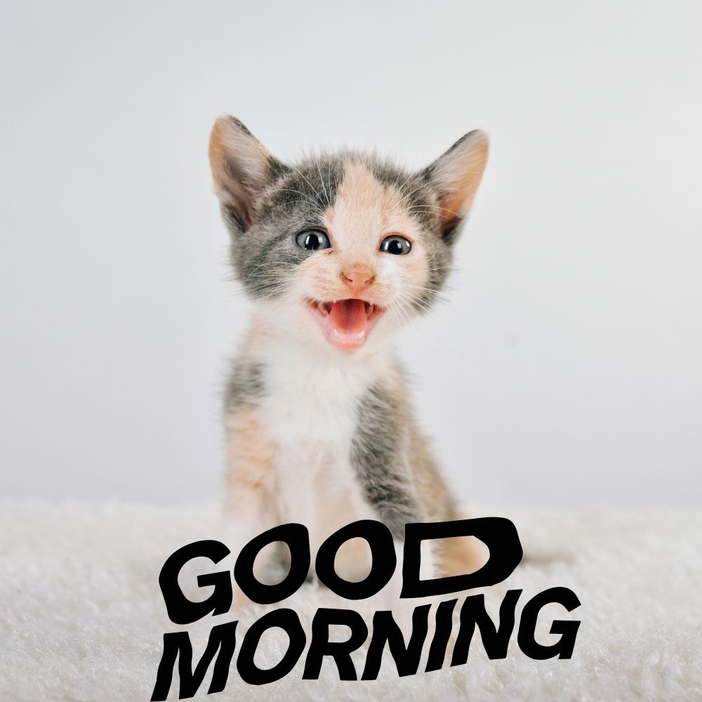 Good Morning Images With Cats | Good Morning Images With Cats quotes and wishes