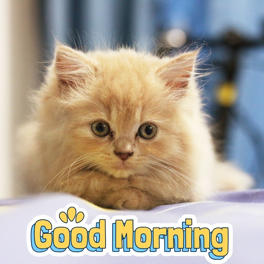 Good Morning Images With Cats | Good Morning Images With Cats quotes and wishes