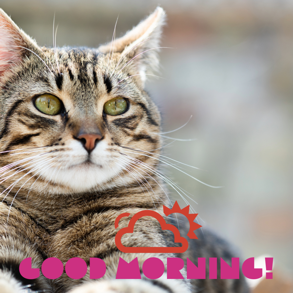 Good Morning Images With Cats | Good Morning Images With Cats quotes and wishes