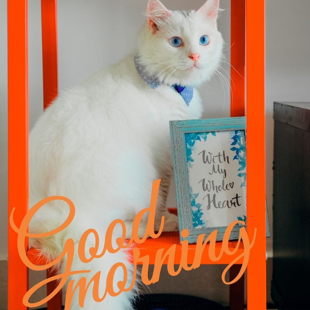 Good Morning Images With Cats | Good Morning Images With Cats quotes and wishes
