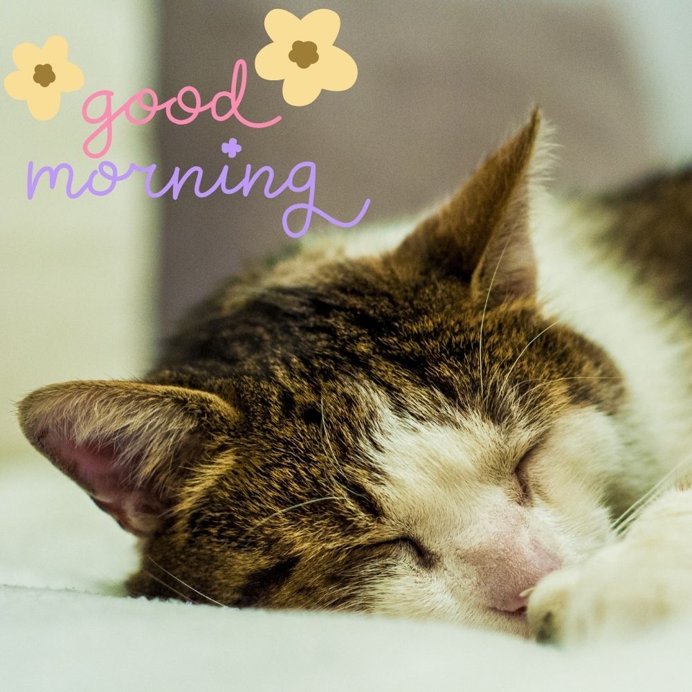 Good Morning Images With Cats | Good Morning Images With Cats quotes and wishes