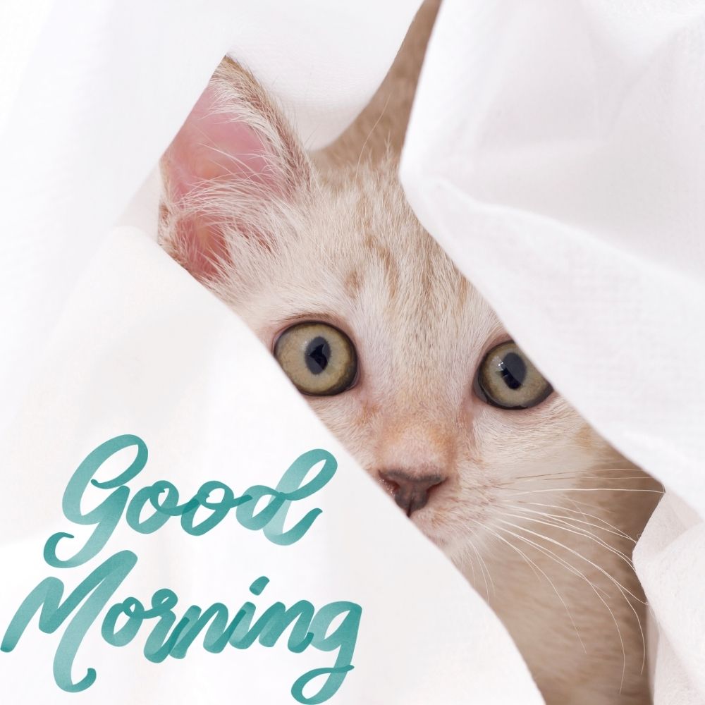 Good Morning Images With Cats | Good Morning Images With Cats quotes and wishes