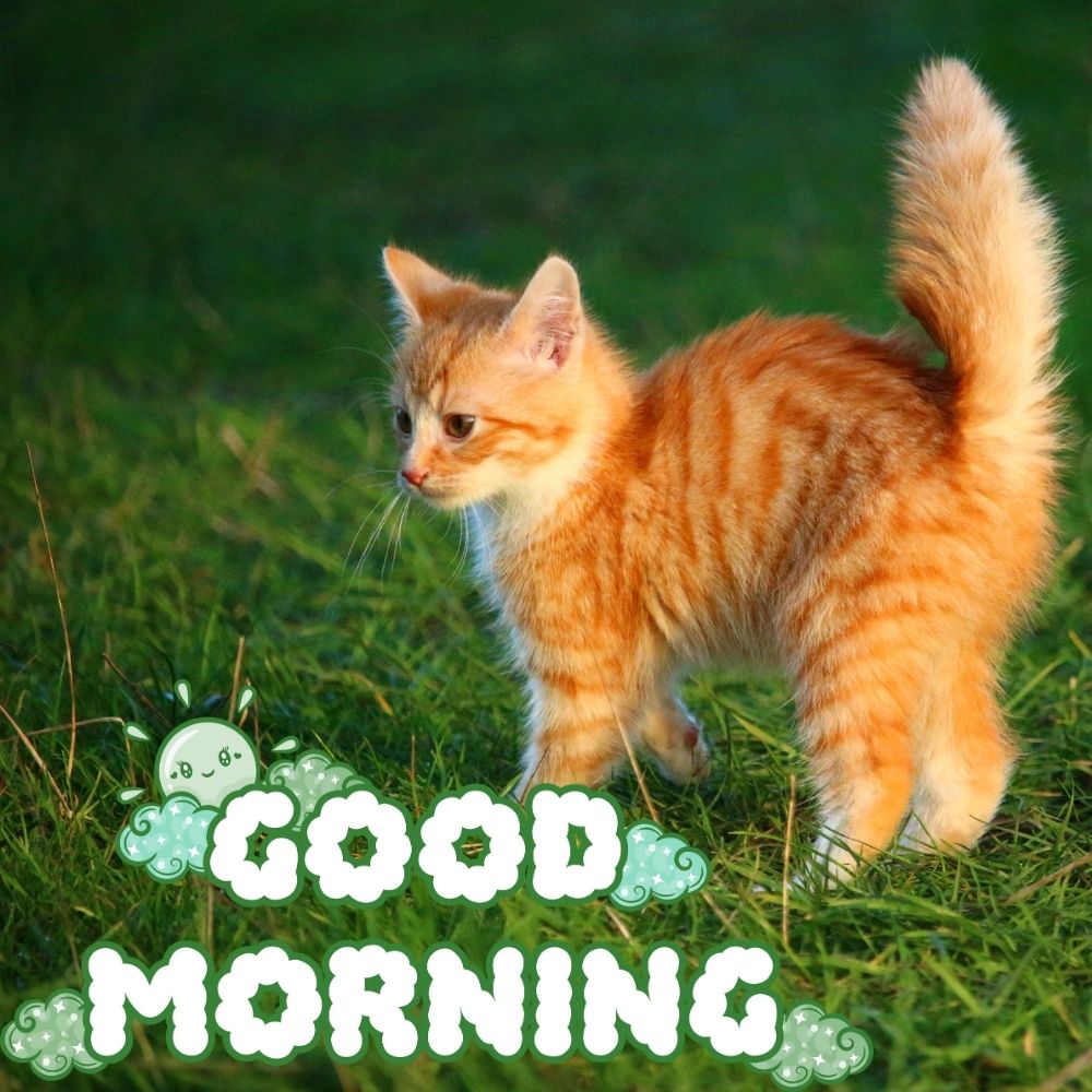 Good Morning Images With Cats | Good Morning Images With Cats quotes and wishes