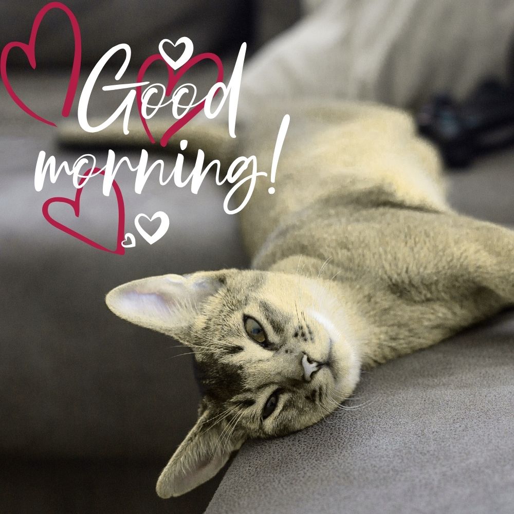 Good Morning Images With Cats | Good Morning Images With Cats quotes and wishes
