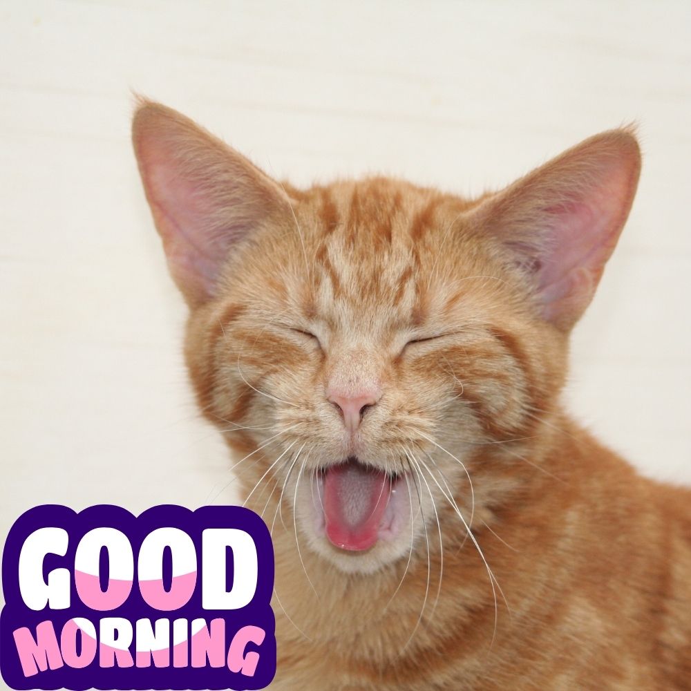 Good Morning Images With Cats | Good Morning Images With Cats quotes and wishes