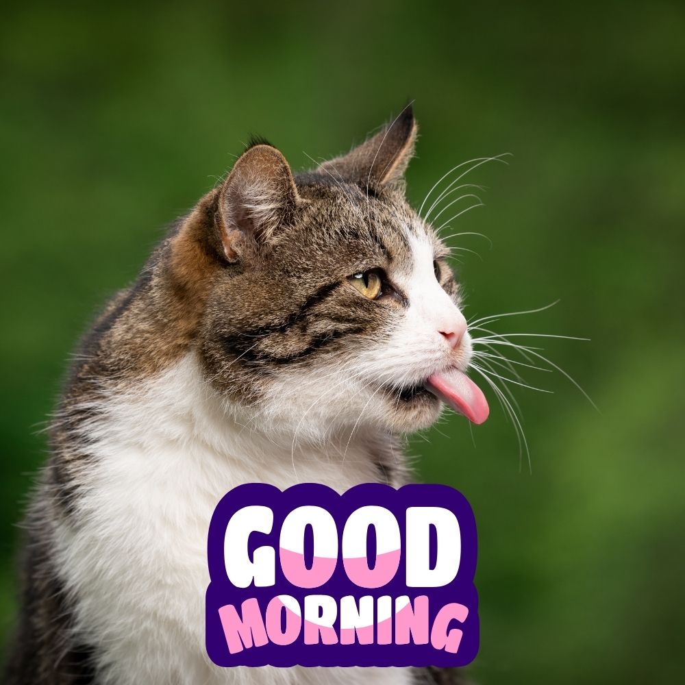 Good Morning Images With Cats | Good Morning Images With Cats quotes and wishes