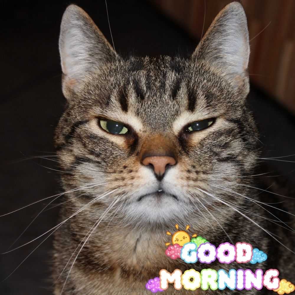Good Morning Images With Cats | Good Morning Images With Cats quotes and wishes