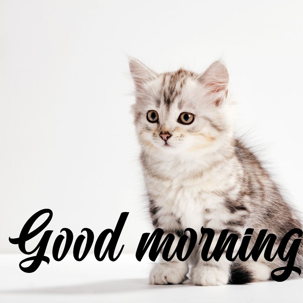 Good Morning Images With Cats | Good Morning Images With Cats quotes and wishes