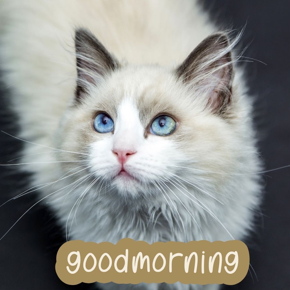 Good Morning Images With Cats | Good Morning Images With Cats quotes and wishes