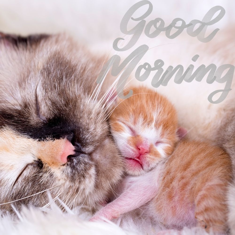 Good Morning Images With Cats | Good Morning Images With Cats quotes and wishes