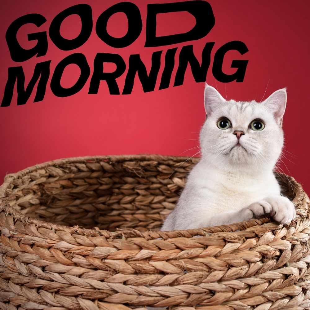 Good Morning Images With Cats | Good Morning Images With Cats quotes and wishes