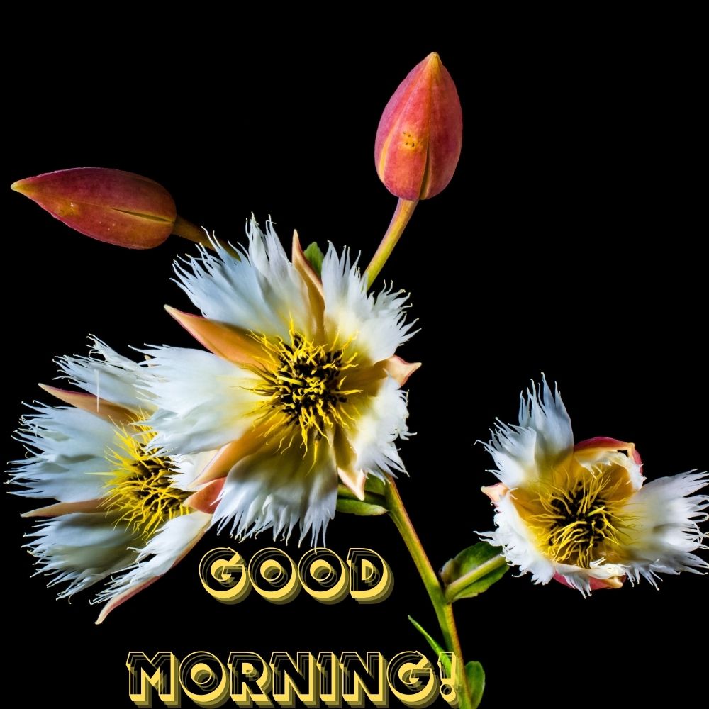 Good Morning Images With Flowers | Good Morning Images With Flowers quotes and wishes