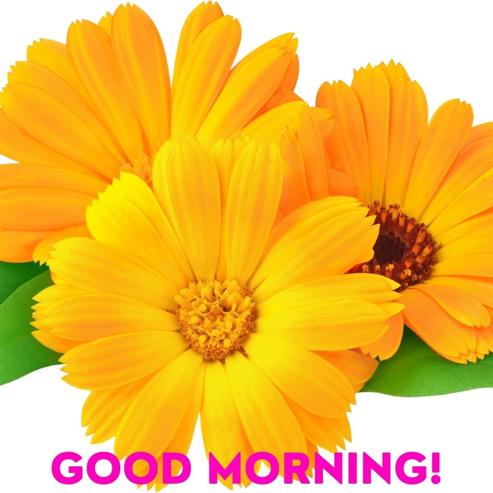 Good Morning Images With Flowers | Good Morning Images With Flowers quotes and wishes