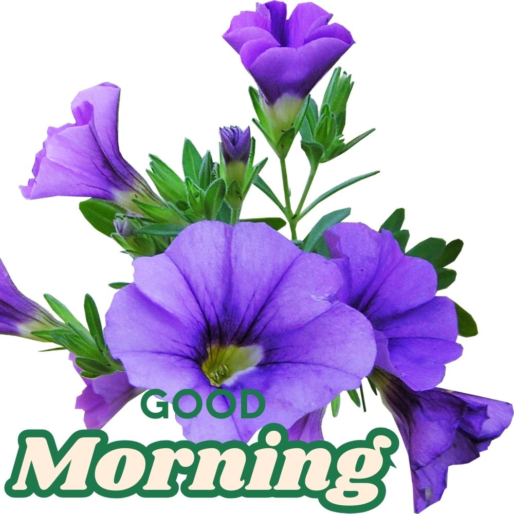 Good Morning Images With Flowers | Good Morning Images With Flowers quotes and wishes