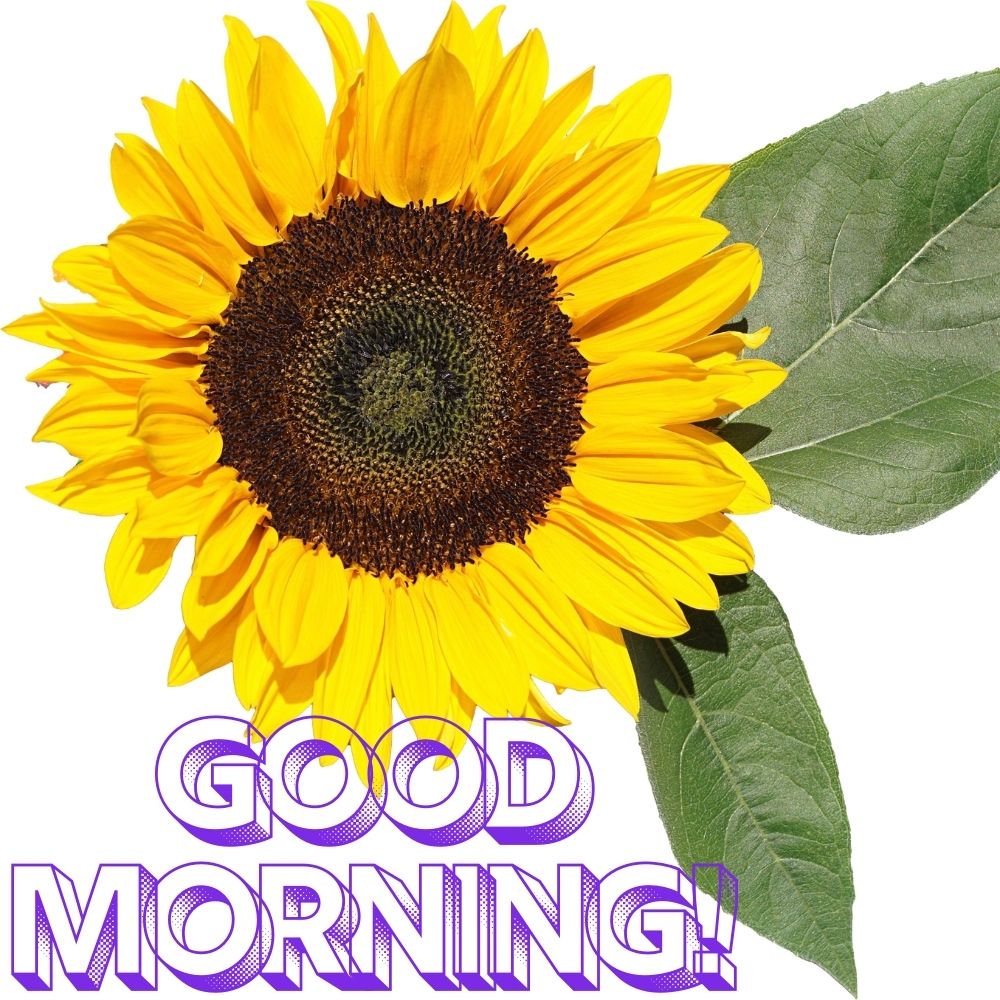 Good Morning Images With Flowers | Good Morning Images With Flowers quotes and wishes