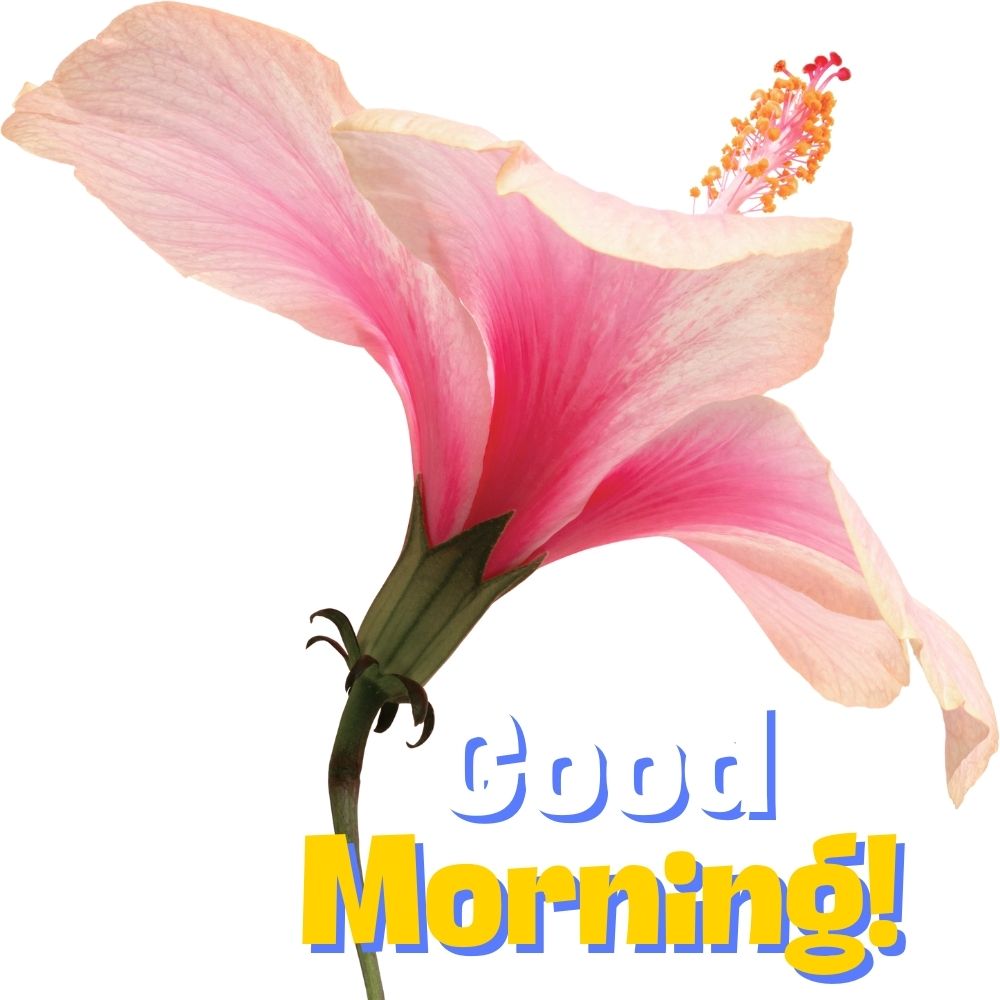 Good Morning Images With Flowers | Good Morning Images With Flowers quotes and wishes