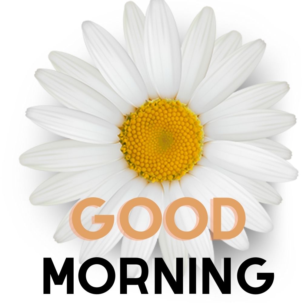 Good Morning Images With Flowers | Good Morning Images With Flowers quotes and wishes