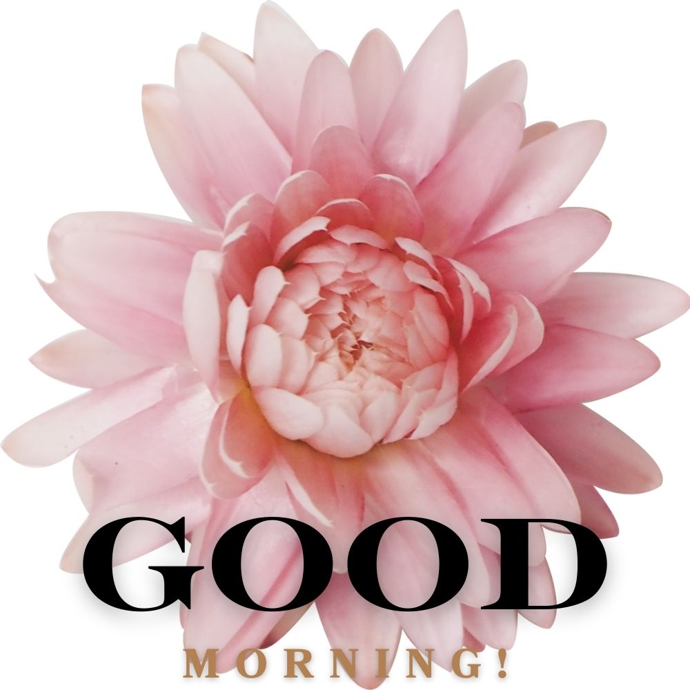Good Morning Images With Flowers | Good Morning Images With Flowers quotes and wishes
