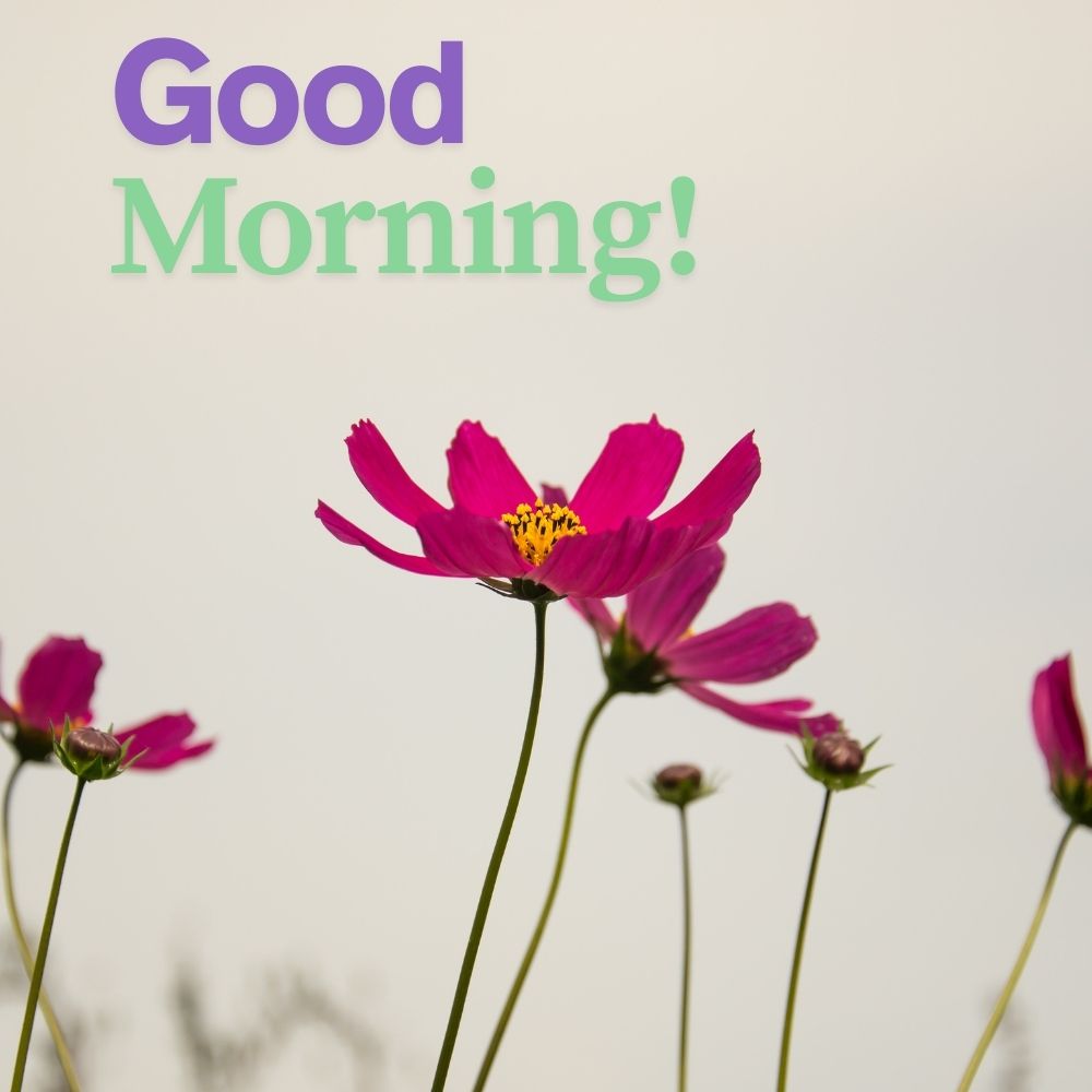 Good Morning Images With Flowers | Good Morning Images With Flowers quotes and wishes
