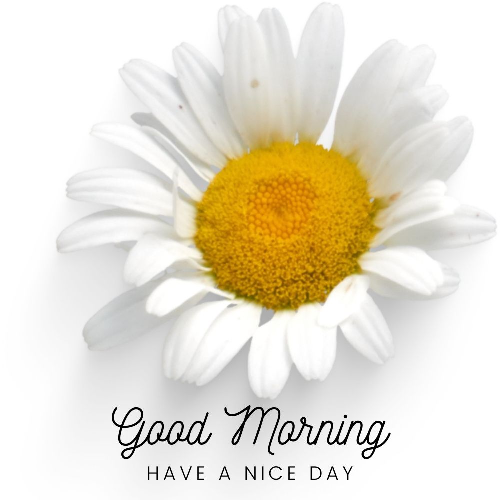Good Morning Images With Flowers | Good Morning Images With Flowers quotes and wishes