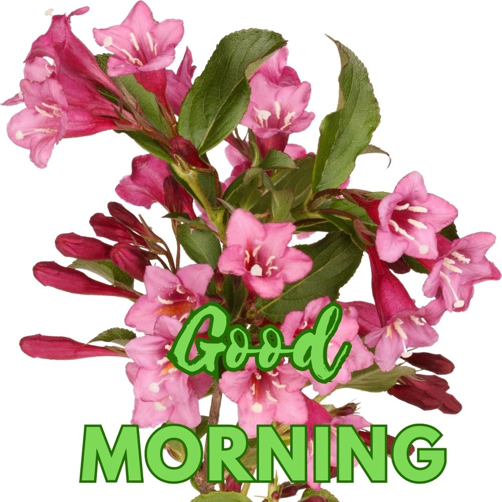 Good Morning Images With Flowers | Good Morning Images With Flowers quotes and wishes