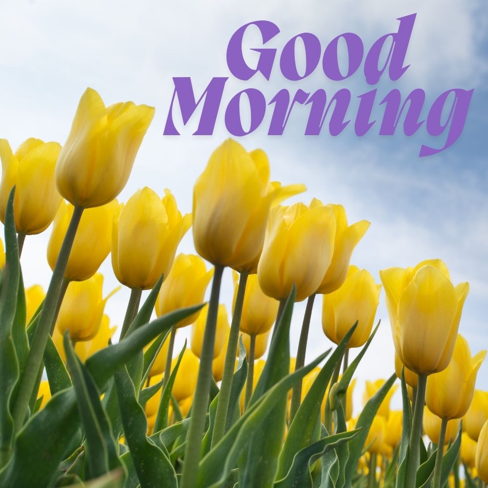 Good Morning Images With Flowers | Good Morning Images With Flowers quotes and wishes