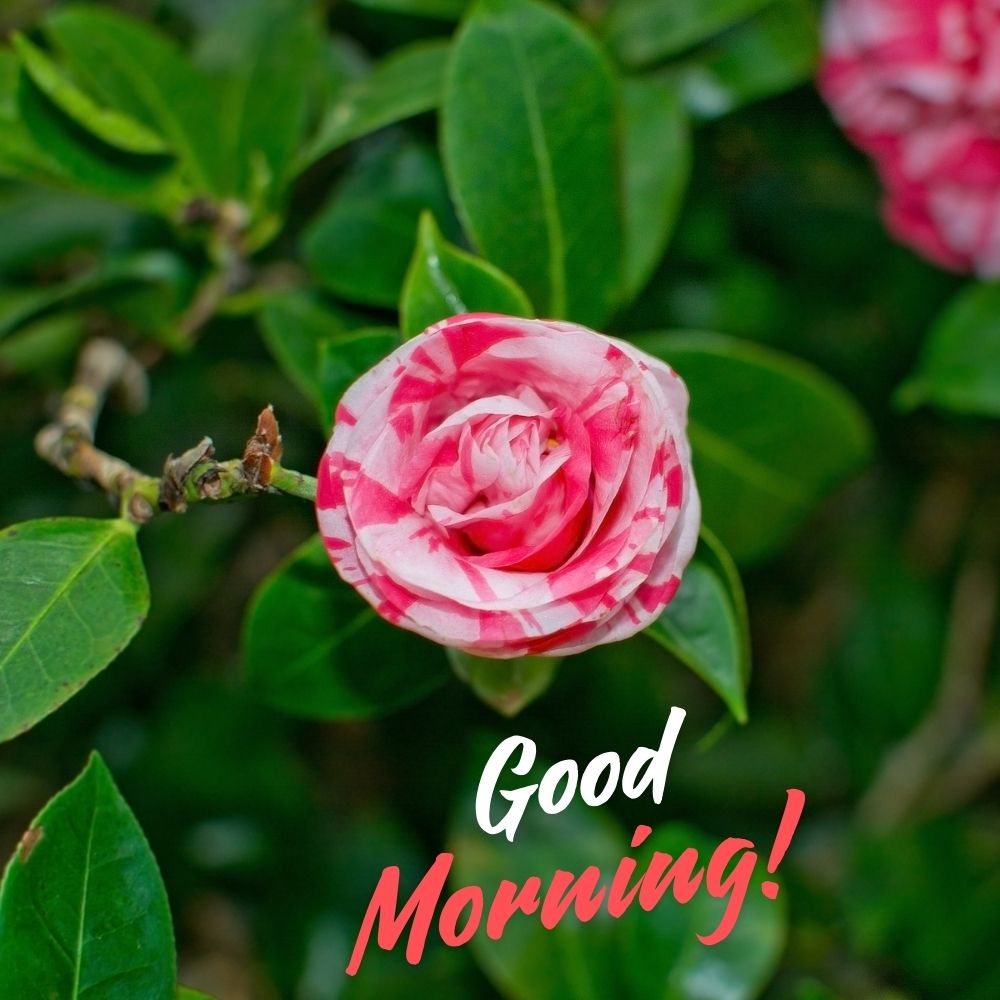 Good Morning Images With Flowers | Good Morning Images With Flowers quotes and wishes