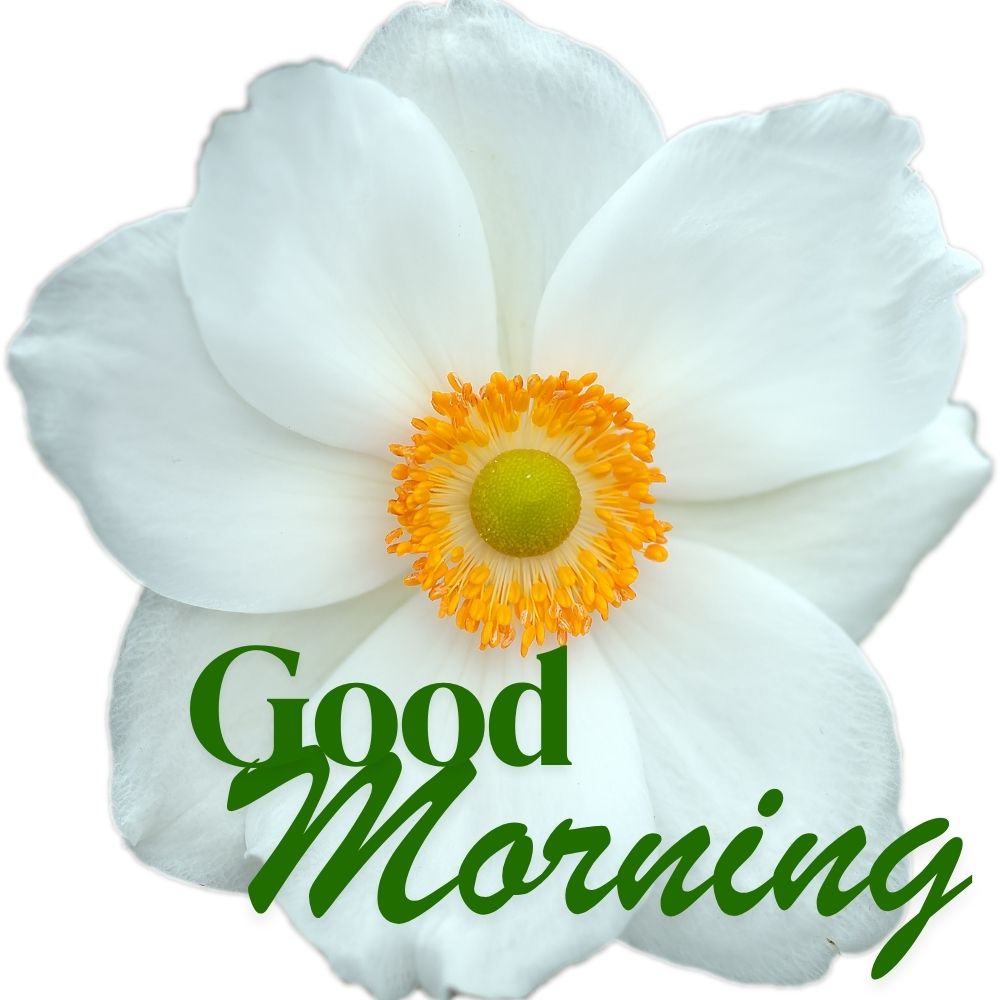 Good Morning Images With Flowers | Good Morning Images With Flowers quotes and wishes