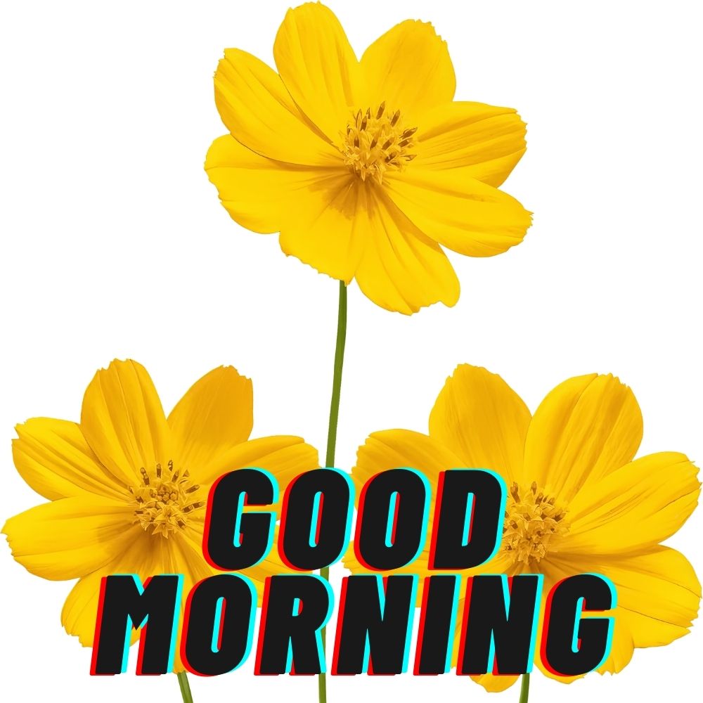 Good Morning Images With Flowers | Good Morning Images With Flowers quotes and wishes