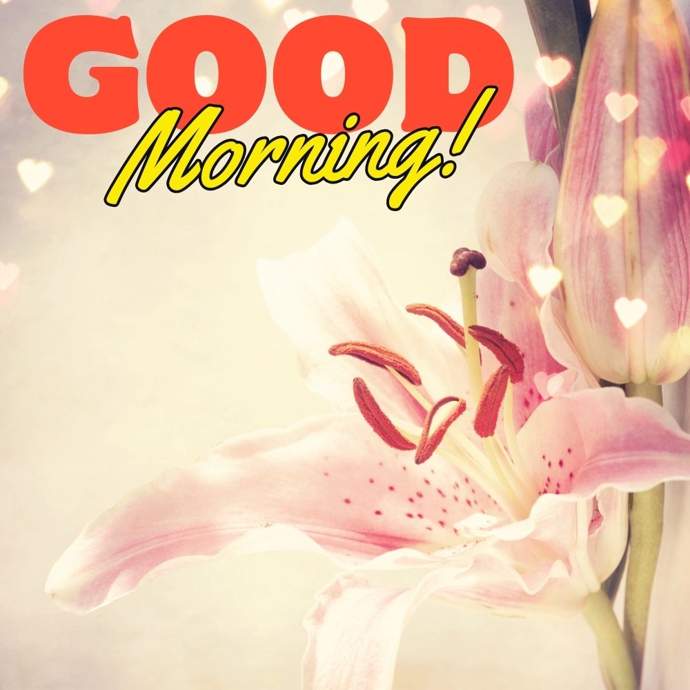 Good Morning Images With Flowers | Good Morning Images With Flowers quotes and wishes