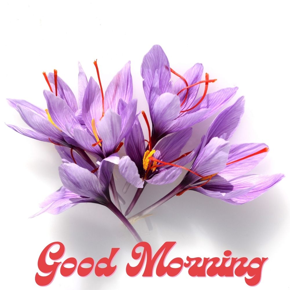 Good Morning Images With Flowers | Good Morning Images With Flowers quotes and wishes