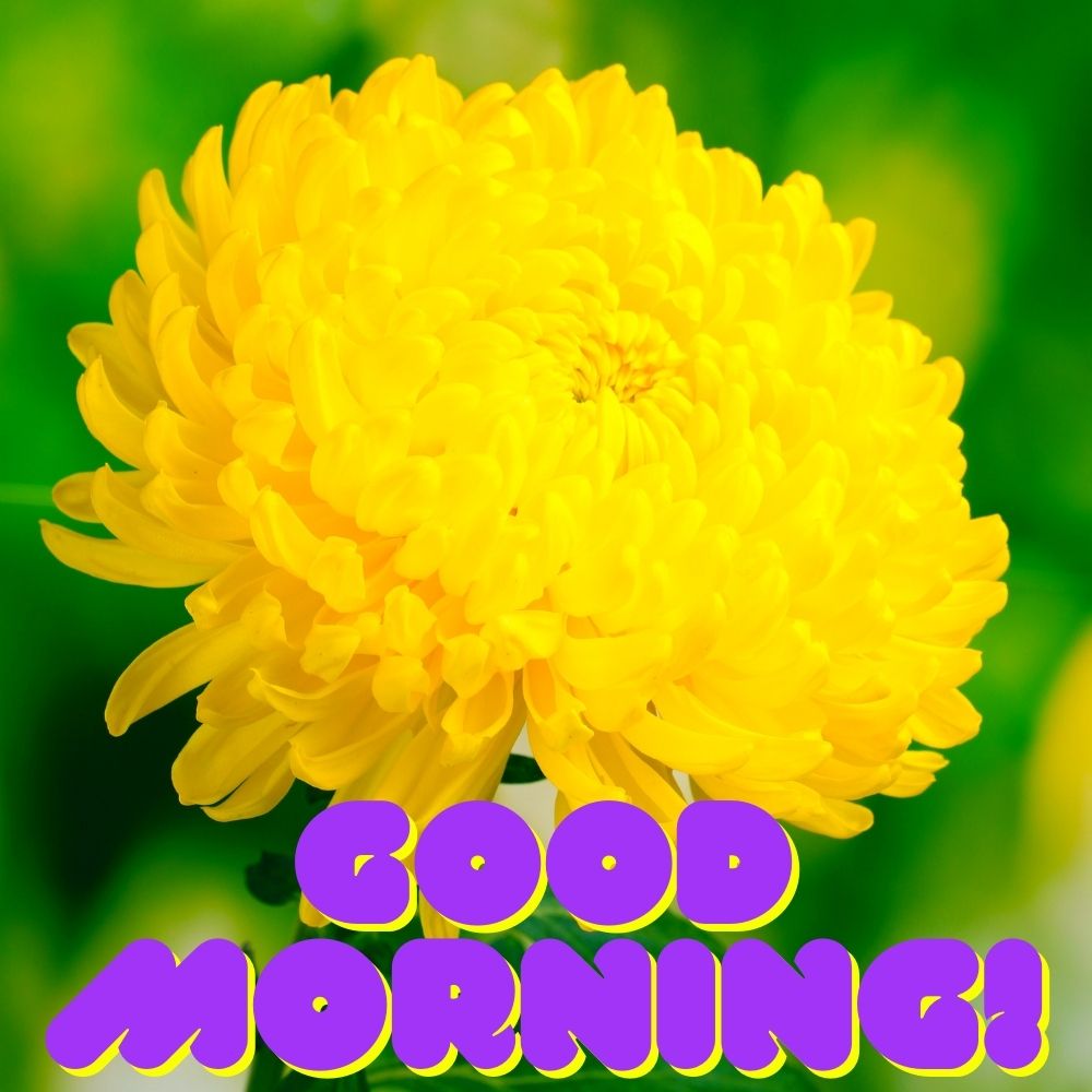 Good Morning Images With Flowers | Good Morning Images With Flowers quotes and wishes